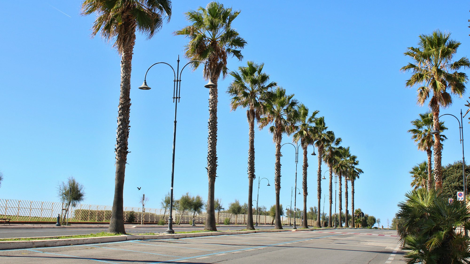 A row of tall palms along an empty road